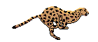Animation
